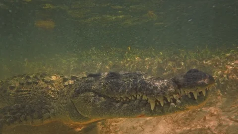 Underwater Chinchorro Crocodile Reveals Sharp Teeth in Seagrass Habitat Vidéo gratuite 93633112