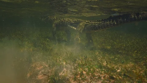 Underwater Chinchorro Crocodile Reveals Sharp Teeth in Seagrass Habitat 库存影片 93633230