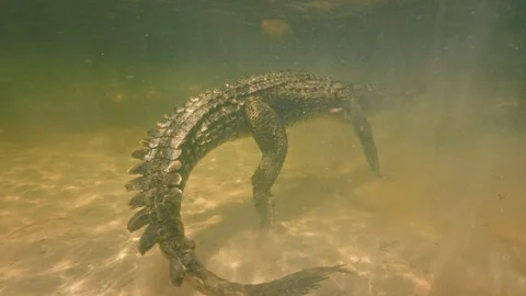 Underwater Chinchorro Crocodile Reveals Sharp Teeth in Seagrass Habitat Stockbeeldmateriaal 93633364