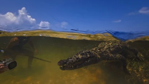Underwater Chinchorro Crocodile Reveals Sharp Teeth in Seagrass Habitat 動画素材 93633430