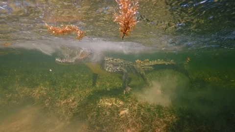 Underwater Chinchorro Crocodile Reveals Sharp Teeth in Seagrass Habitat 動画素材 93633432