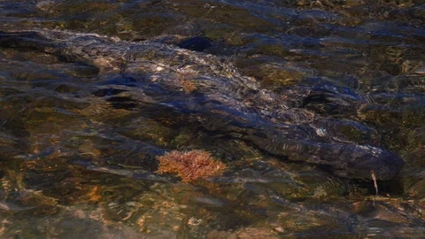 Underwater Chinchorro Crocodile Reveals Sharp Teeth in Seagrass Habitat Vídeos de archivo 93633847