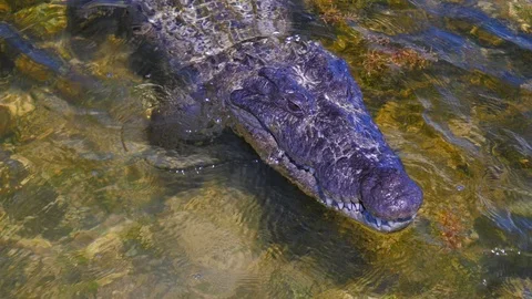 Underwater Chinchorro Crocodile Reveals Sharp Teeth in Seagrass Habitat Vídeos de archivo 93633898
