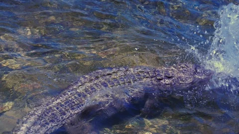 Underwater Chinchorro Crocodile Reveals Sharp Teeth in Seagrass Habitat 動画素材 93633921