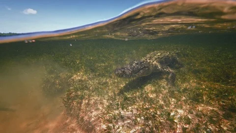 Underwater Chinchorro Crocodile Reveals Sharp Teeth in Seagrass Habitat Vidéo 93634004