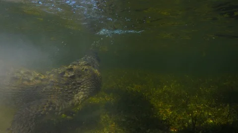 Underwater Chinchorro Crocodile Reveals Sharp Teeth in Seagrass Habitat Vidéo 93634161