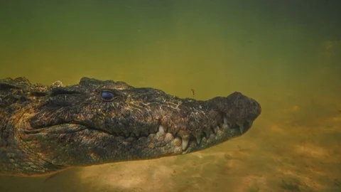Underwater Chinchorro Crocodile Reveals Sharp Teeth in Seagrass Habitat Stockbeeldmateriaal 93634226
