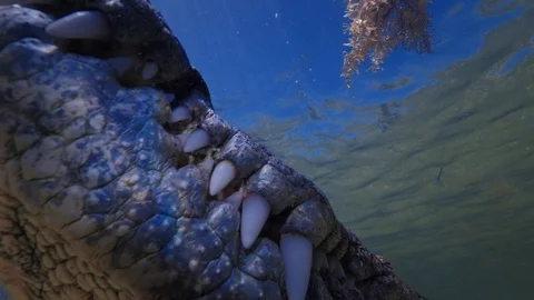 Underwater Chinchorro Crocodile Reveals Sharp Teeth in Seagrass Habitat Stockbeeldmateriaal 93634285
