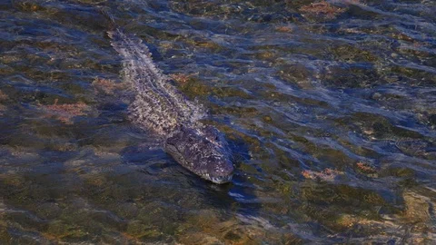 Underwater Chinchorro Crocodile Reveals Sharp Teeth in Seagrass Habitat Stockbeeldmateriaal 93634478