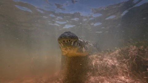 Underwater Chinchorro Crocodile Reveals Sharp Teeth in Seagrass Habitat Vidéo 93634545