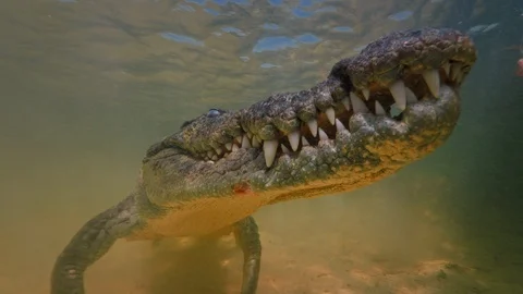 Underwater Chinchorro Crocodile Reveals Sharp Teeth in Seagrass Habitat 库存影片 93634597