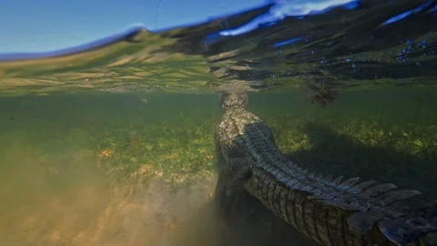 Underwater Chinchorro Crocodile Reveals Sharp Teeth in Seagrass Habitat 動画素材 93634760
