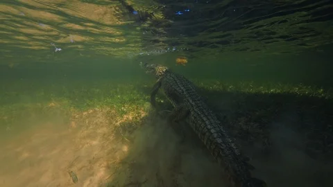 Underwater Chinchorro Crocodile Reveals Sharp Teeth in Seagrass Habitat Vidéo 93634824