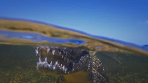 Underwater Chinchorro Crocodile Reveals Sharp Teeth in Seagrass Habitat Vidéo 93634992
