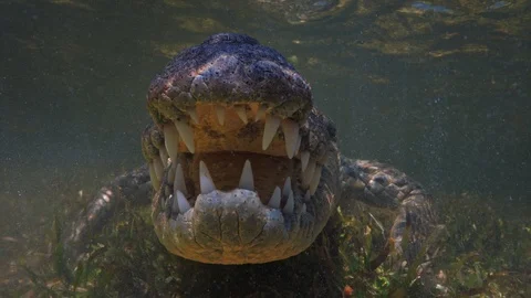 Underwater Chinchorro Crocodile Reveals Sharp Teeth in Seagrass Habitat Vidéo 93635420