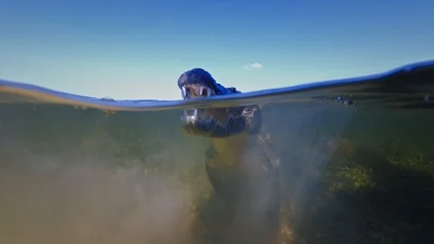 Underwater Chinchorro Crocodile Reveals Sharp Teeth in Seagrass Habitat Vidéo 93635477