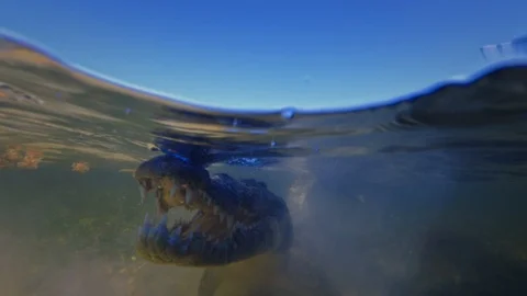 Underwater Chinchorro Crocodile Reveals Sharp Teeth in Seagrass Habitat Vídeos de archivo 93635532