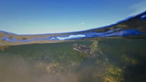 Underwater Chinchorro Crocodile Reveals Sharp Teeth in Seagrass Habitat Vidéo 93635602