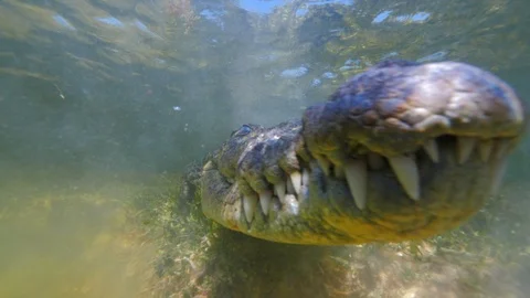 Underwater Chinchorro Crocodile Reveals Sharp Teeth in Seagrass Habitat Vídeos de archivo 93635989