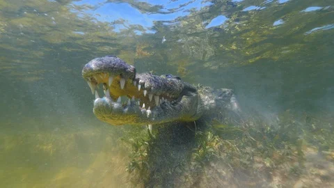 Underwater Chinchorro Crocodile Reveals Sharp Teeth in Seagrass Habitat 動画素材 93636005