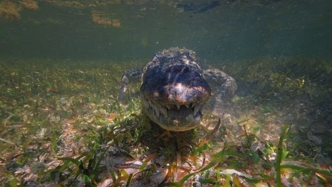 Underwater Chinchorro Crocodile Reveals Sharp Teeth in Seagrass Habitat Video stock 93636194