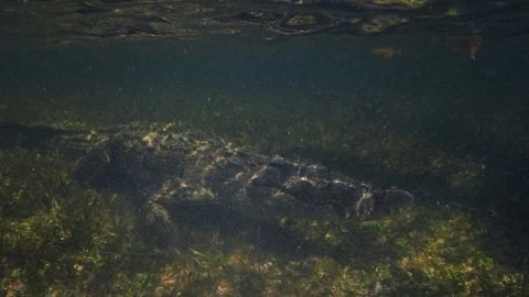 Underwater Chinchorro Crocodile Reveals Sharp Teeth in Seagrass Habitat Vídeos de archivo 93636362