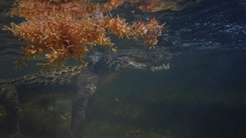 Underwater Chinchorro Crocodile Reveals Sharp Teeth in Seagrass Habitat Stock-Footage 93636403