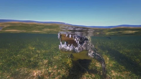 Underwater Chinchorro Crocodile Reveals Sharp Teeth in Seagrass Habitat Stockbeeldmateriaal 93636423
