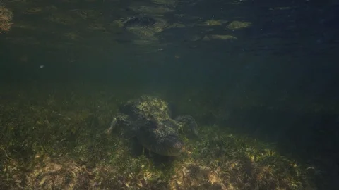 Underwater Chinchorro Crocodile Reveals Sharp Teeth in Seagrass Habitat 库存影片 93636730