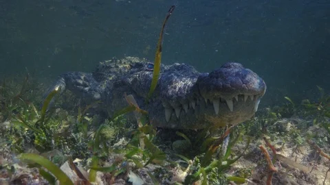Underwater Chinchorro Crocodile Reveals Sharp Teeth in Seagrass Habitat Vídeos de archivo 93636796