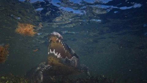 Underwater Chinchorro Crocodile Reveals Sharp Teeth in Seagrass Habitat 動画素材 93637066