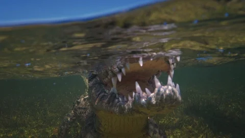 Underwater Chinchorro Crocodile Reveals Sharp Teeth in Seagrass Habitat Видео 93637160