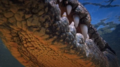 Underwater Chinchorro Crocodile Reveals Sharp Teeth in Seagrass Habitat 库存影片 93637210