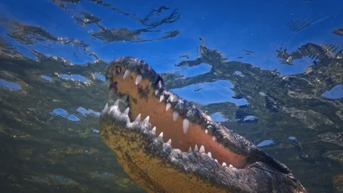 Underwater Chinchorro Crocodile Reveals Sharp Teeth in Seagrass Habitat Vidéo 93637513