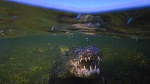 Underwater Chinchorro Crocodile Reveals Sharp Teeth in Seagrass Habitat Vídeos de archivo 102588406