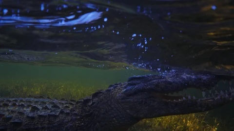 Underwater Chinchorro Crocodile Reveals Sharp Teeth in Seagrass Habitat Vídeos de archivo 102589719