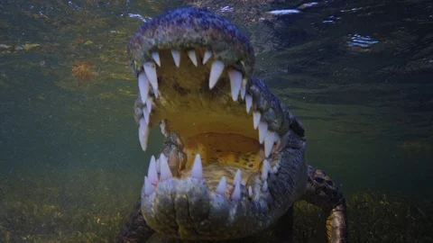 Underwater Chinchorro Crocodile Reveals Sharp Teeth in Seagrass Habitat Vidéo 102589802