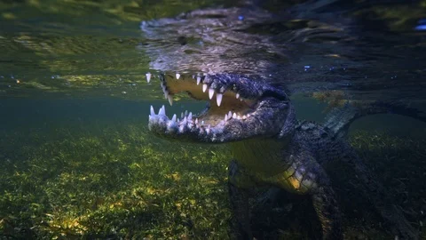 Underwater Chinchorro Crocodile Reveals Sharp Teeth in Seagrass Habitat Stockbeeldmateriaal 102589879