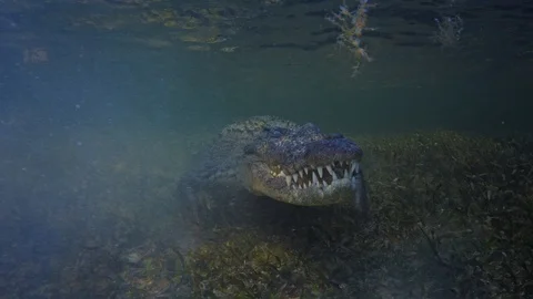 Underwater Chinchorro Crocodile Reveals Sharp Teeth in Seagrass Habitat Stock-Footage 102589884