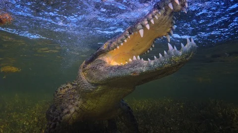Underwater Chinchorro Crocodile Reveals Sharp Teeth in Seagrass Habitat Vídeos de archivo 102589931
