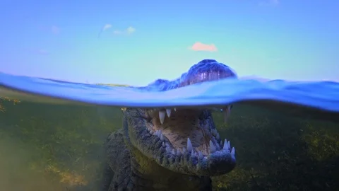 Underwater Chinchorro Crocodile Reveals Sharp Teeth in Seagrass Habitat Stock-Footage 102589934