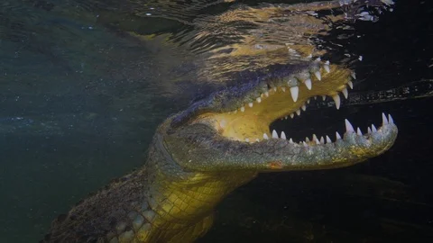 Underwater Chinchorro Crocodile Reveals Sharp Teeth in Seagrass Habitat Video stock 102589989