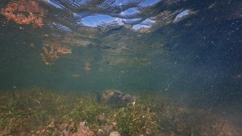 Underwater Chinchorro Crocodile Reveals Sharp Teeth in Seagrass Habitat Stock-Footage 102590268