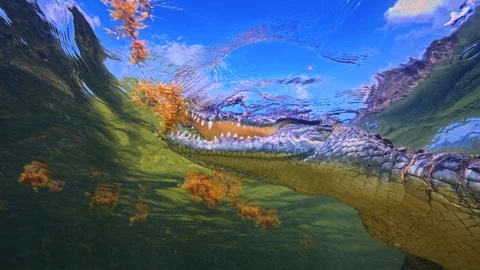 Underwater Chinchorro Crocodile Reveals Sharp Teeth in Seagrass Habitat Stock-Footage 102590354