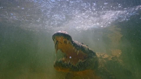 Underwater Chinchorro Crocodile Reveals Sharp Teeth in Seagrass Habitat Видео 102590681