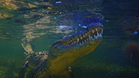 Underwater Chinchorro Crocodile Reveals Sharp Teeth in Seagrass Habitat Vidéo 102590758