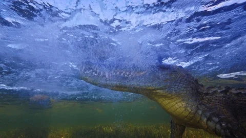 Underwater Chinchorro Crocodile Reveals Sharp Teeth in Seagrass Habitat Stockbeeldmateriaal 102590836