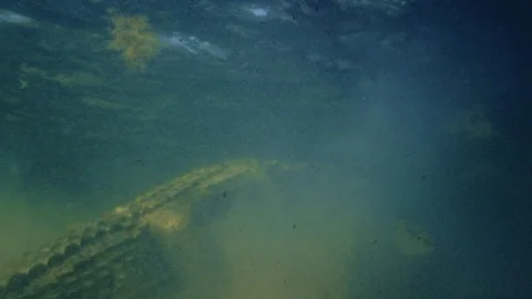 Underwater Chinchorro Crocodile Reveals Sharp Teeth in Seagrass Habitat Video stock 102590940