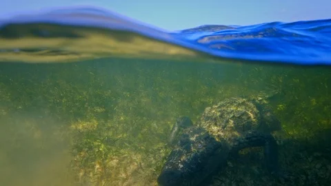 Underwater Chinchorro Crocodile Reveals Sharp Teeth in Seagrass Habitat Stock-Footage 102591079