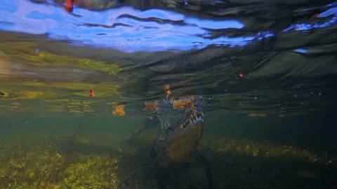 Underwater Chinchorro Crocodile Reveals Sharp Teeth in Seagrass Habitat Vidéo 102591311
